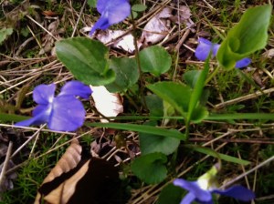 Wild Violets