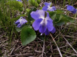 Wild Violet