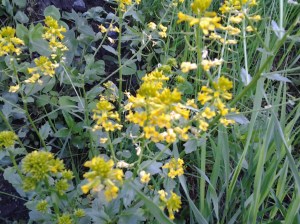 Winter Cress