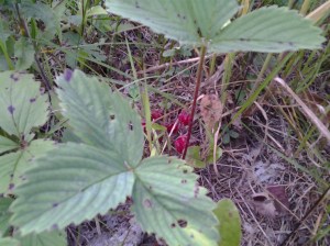 wild strawberries growing