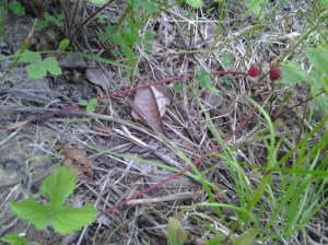 wild strawberries (runners)