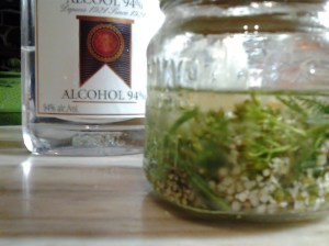 yarrow tincture
