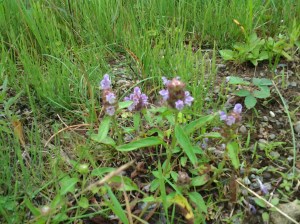 Self-heal