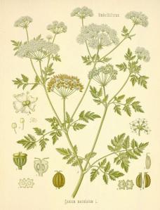poison hemlock