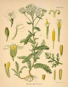 yarrow-drawing